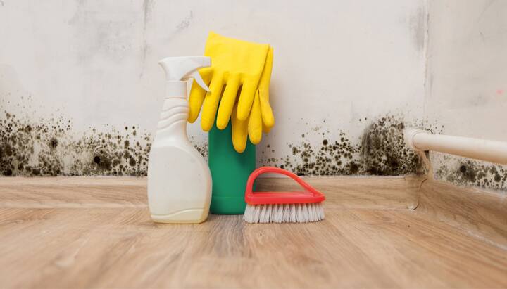 About-Mold-Removal in Delray Beach