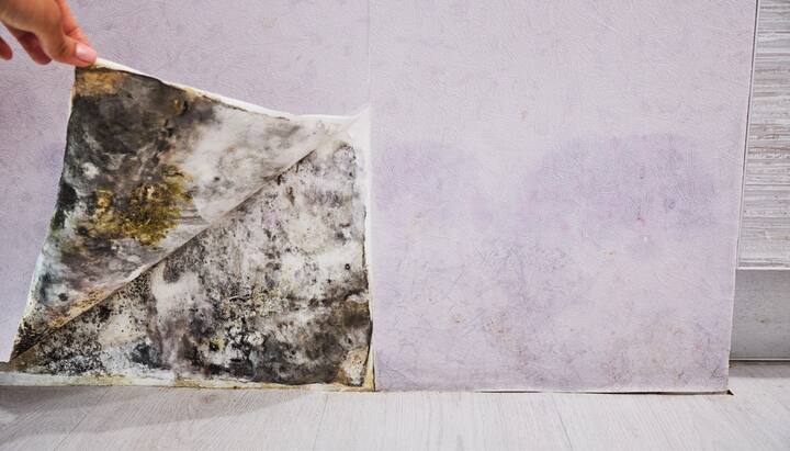 Mold-Remediation-and-Removal in Delray Beach